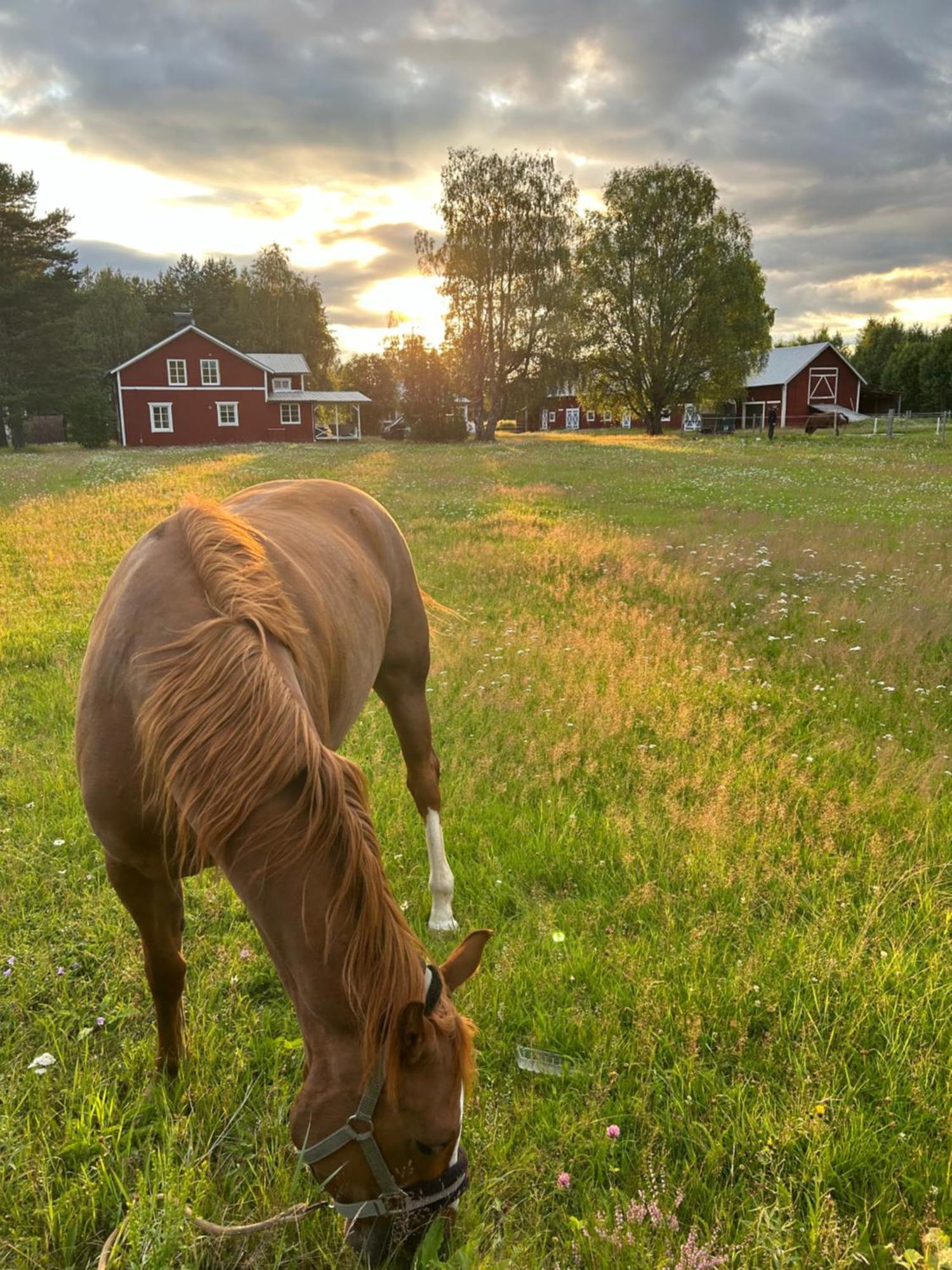 Hus I Ljuset Villa Näsåker Eksteriør billede